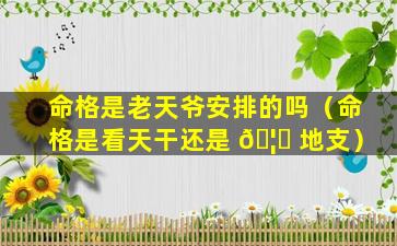 命格是老天爷安排的吗（命格是看天干还是 🦍 地支）